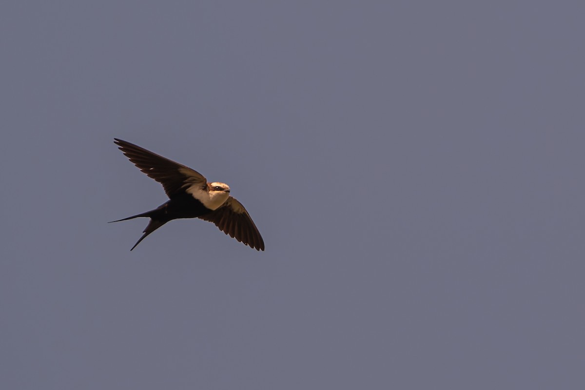 White-backed Swallow - ML642466774