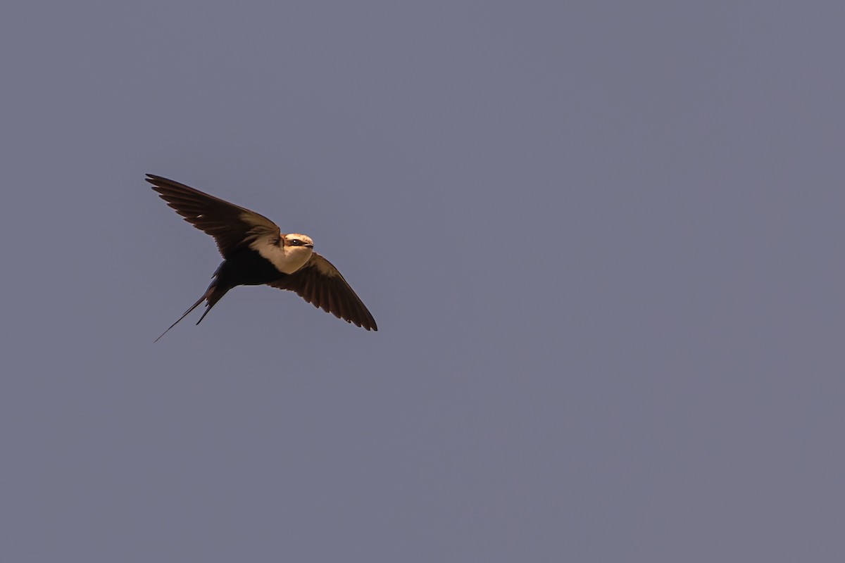 White-backed Swallow - ML642466775