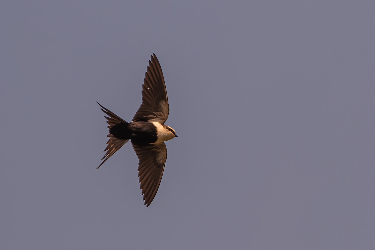 White-backed Swallow - ML642466776