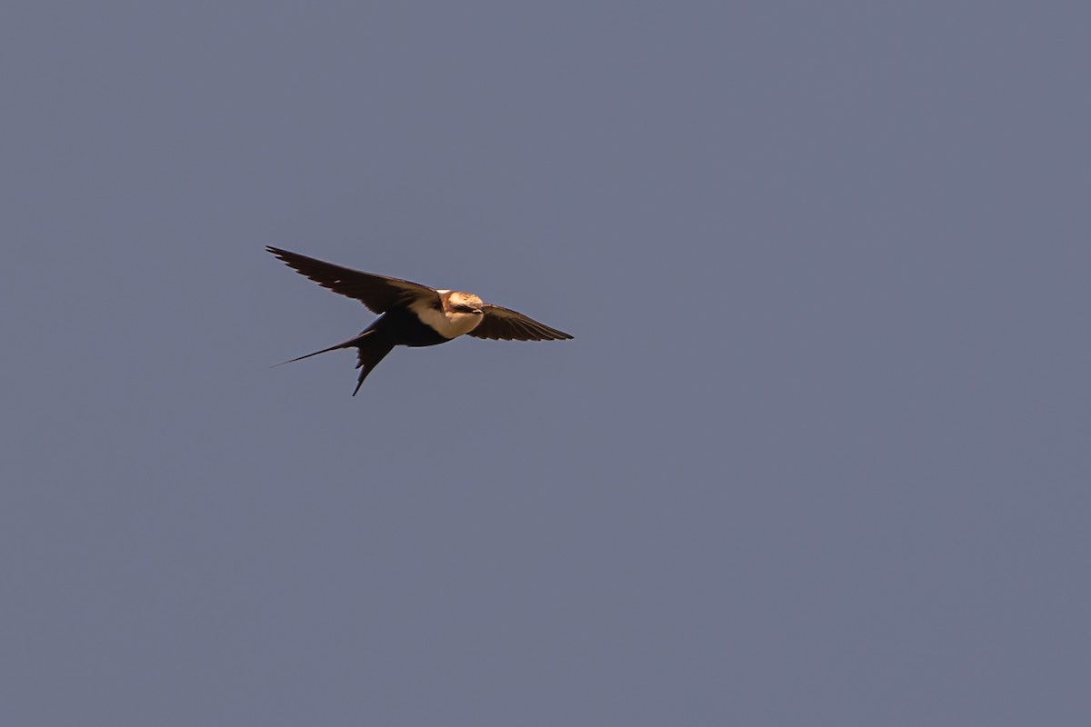 White-backed Swallow - ML642466777