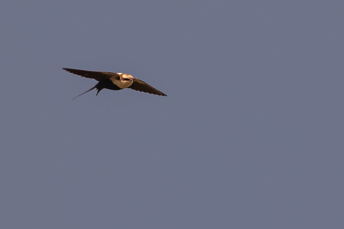 White-backed Swallow - ML642466778