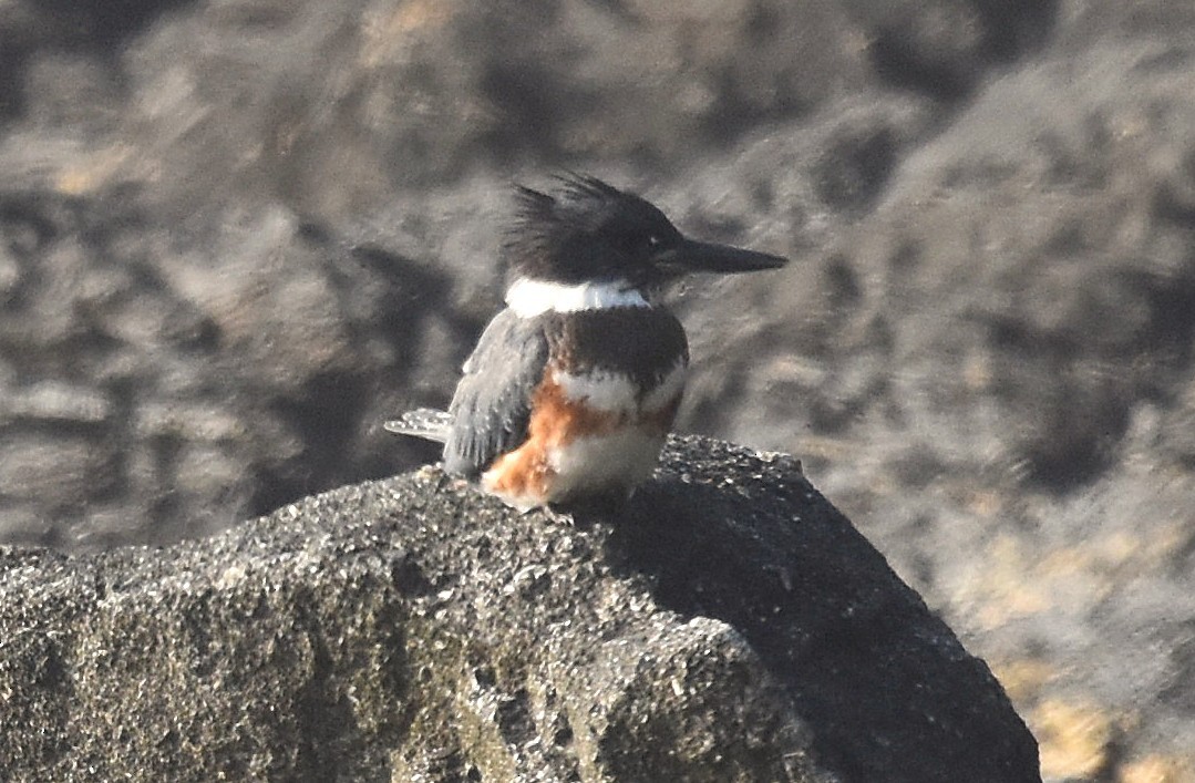 Belted Kingfisher - ML642466779