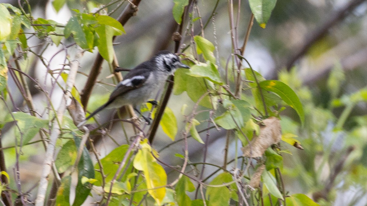 White-eared Monarch - ML642466781