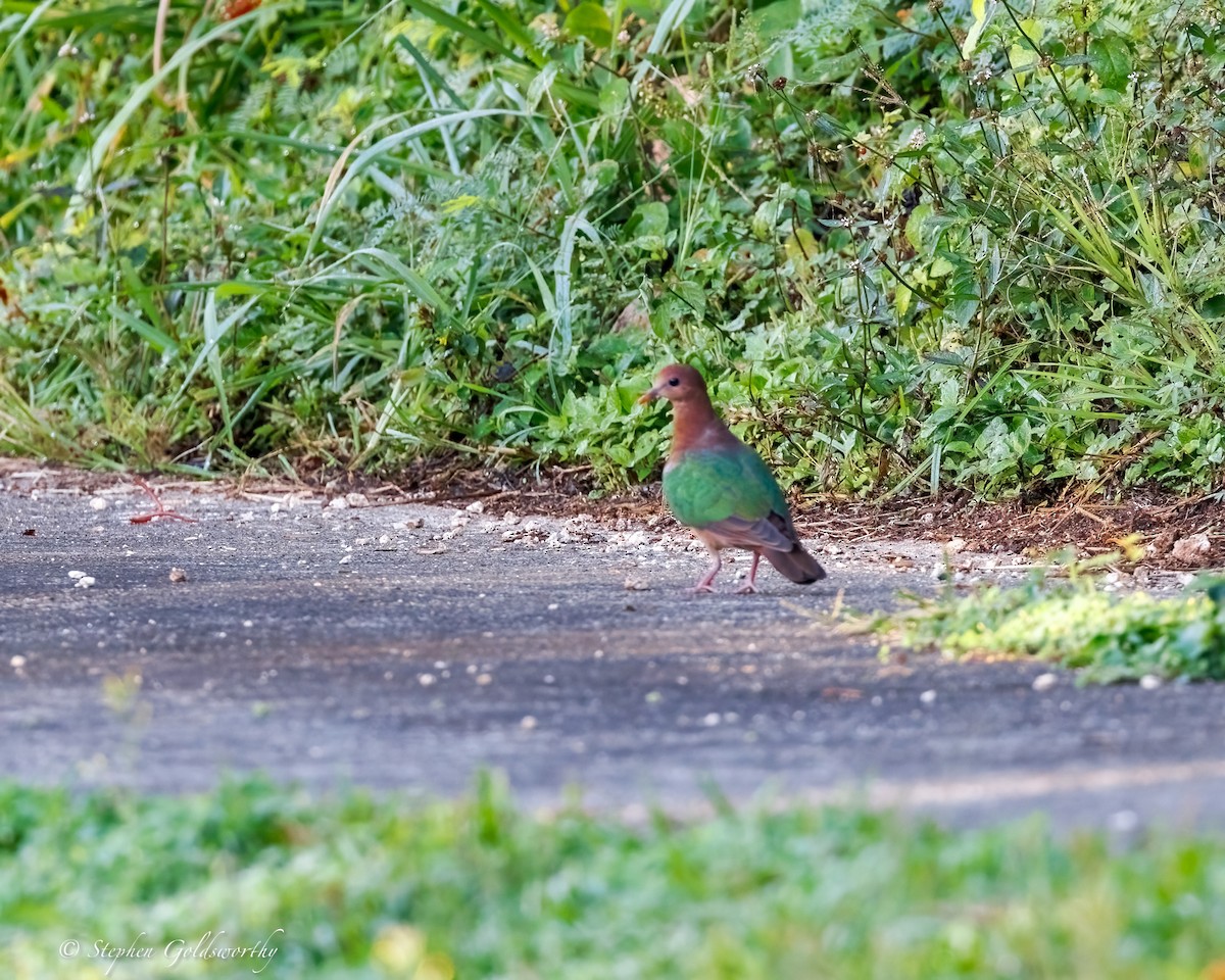 Pacific Emerald Dove - ML642466785