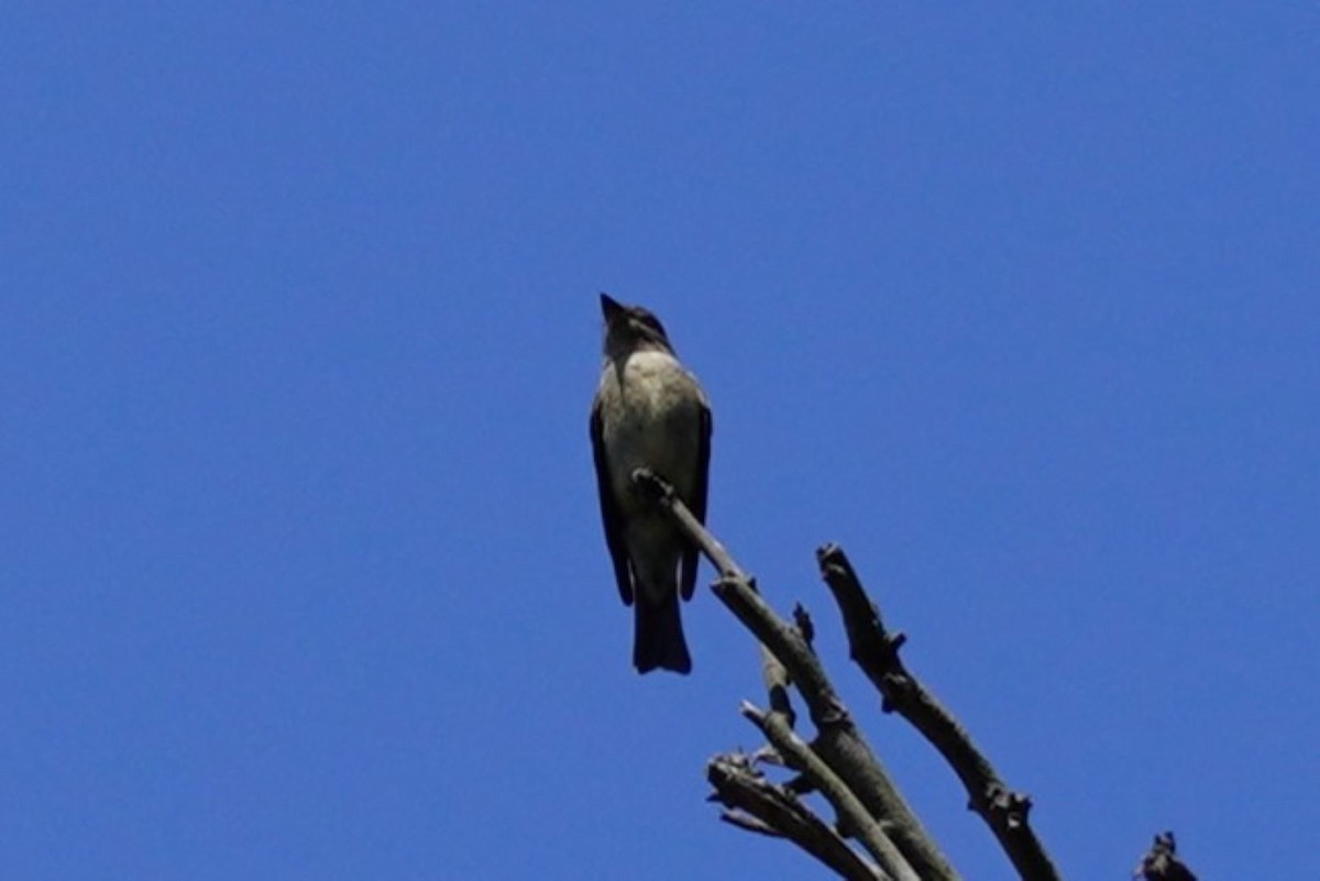 Western Wood-Pewee - ML642466786