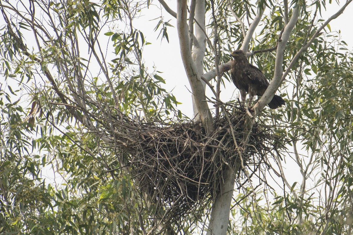 Indian Spotted Eagle - ML642466789
