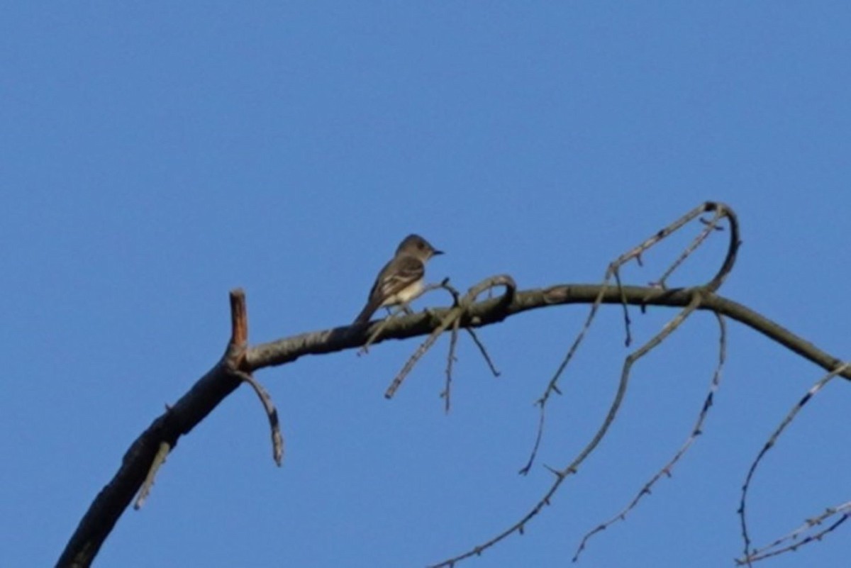Western Wood-Pewee - ML642466790