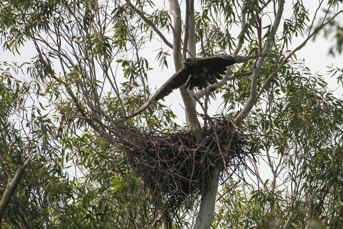Indian Spotted Eagle - ML642466792