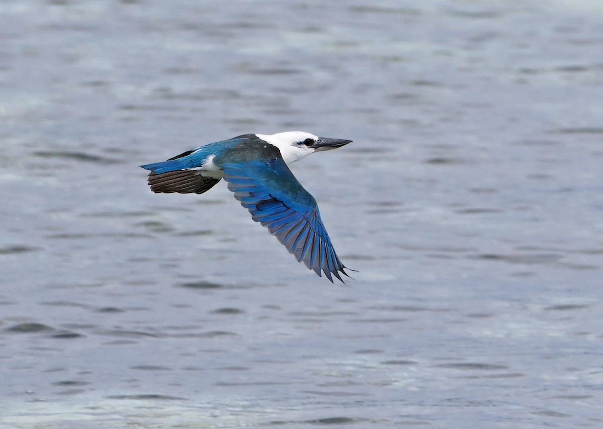 Beach Kingfisher (Beach) - ML642466802