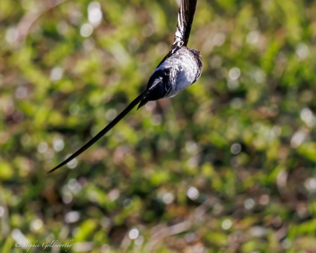 Satin Swiftlet - ML642466805