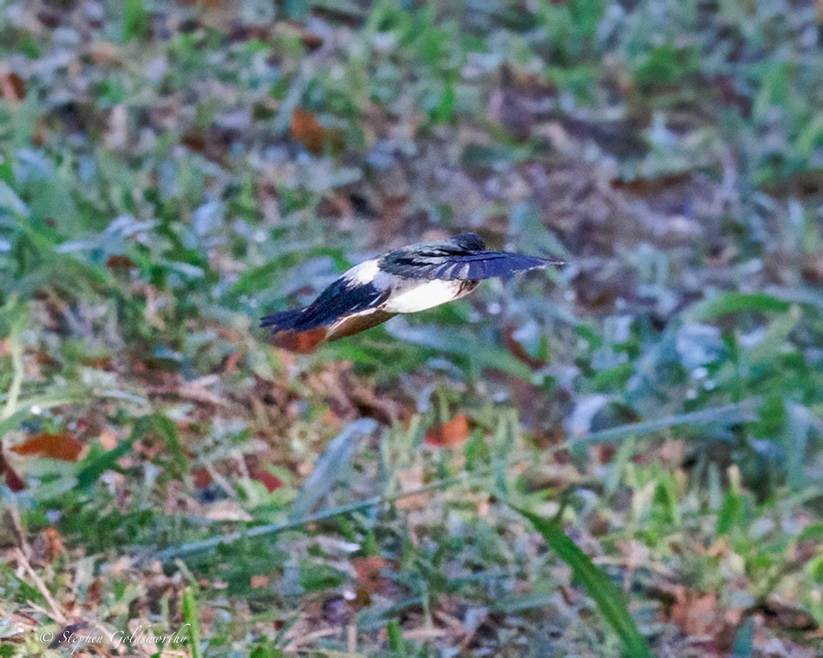 Satin Swiftlet - ML642466806