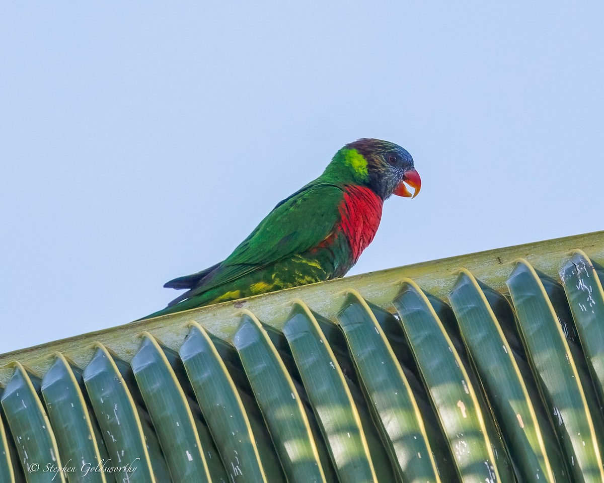 Coconut Lorikeet - ML642466826