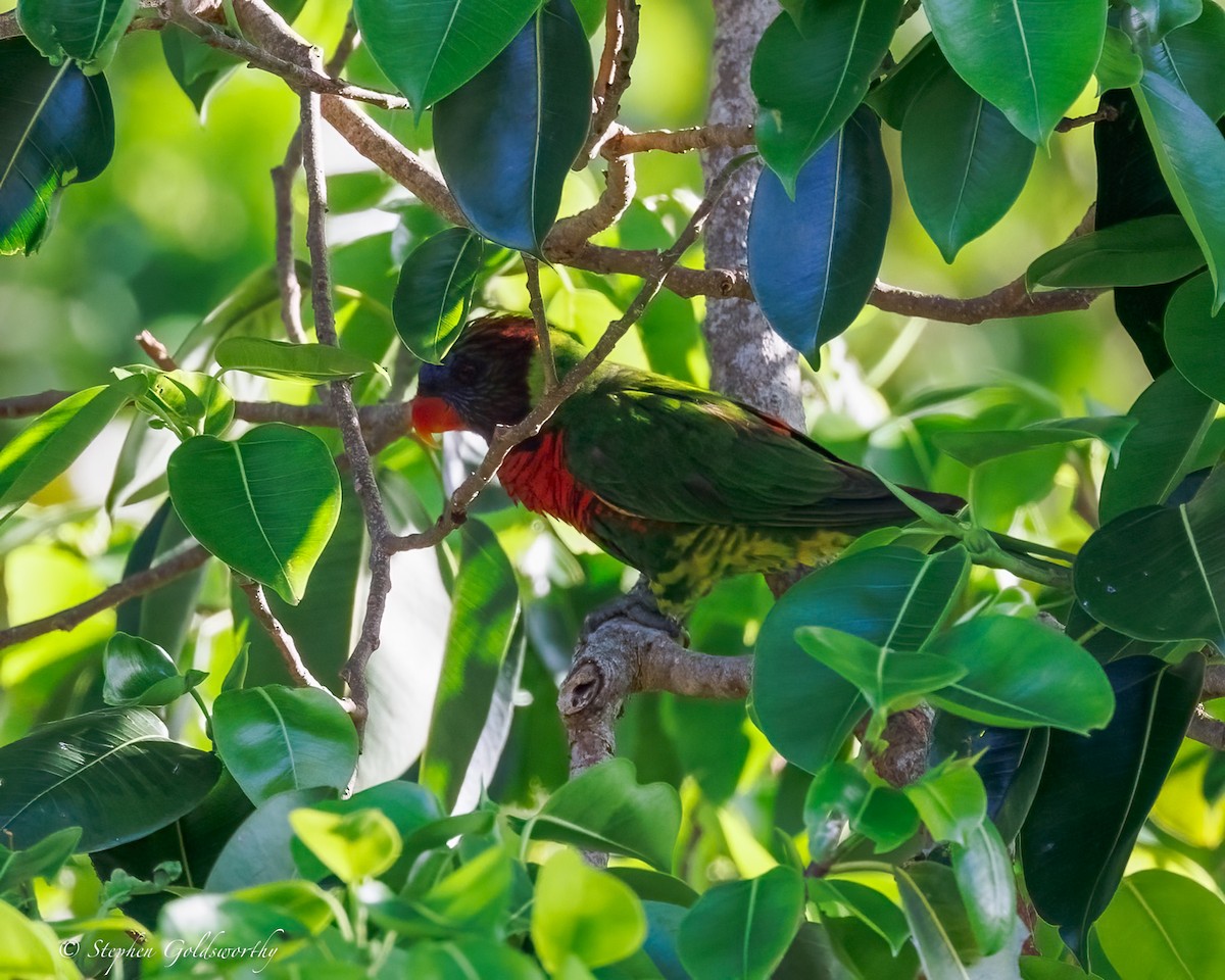 Coconut Lorikeet - ML642466827