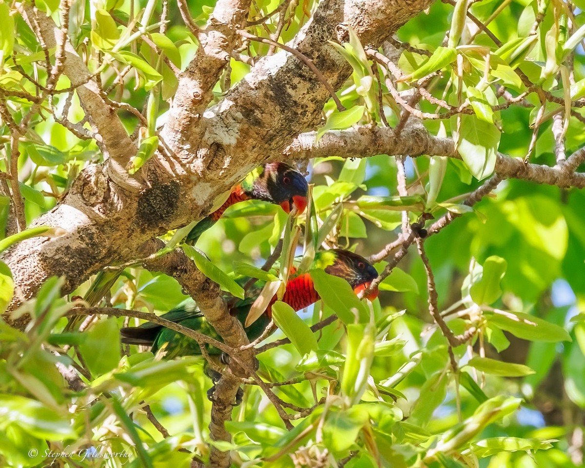 Coconut Lorikeet - ML642466828