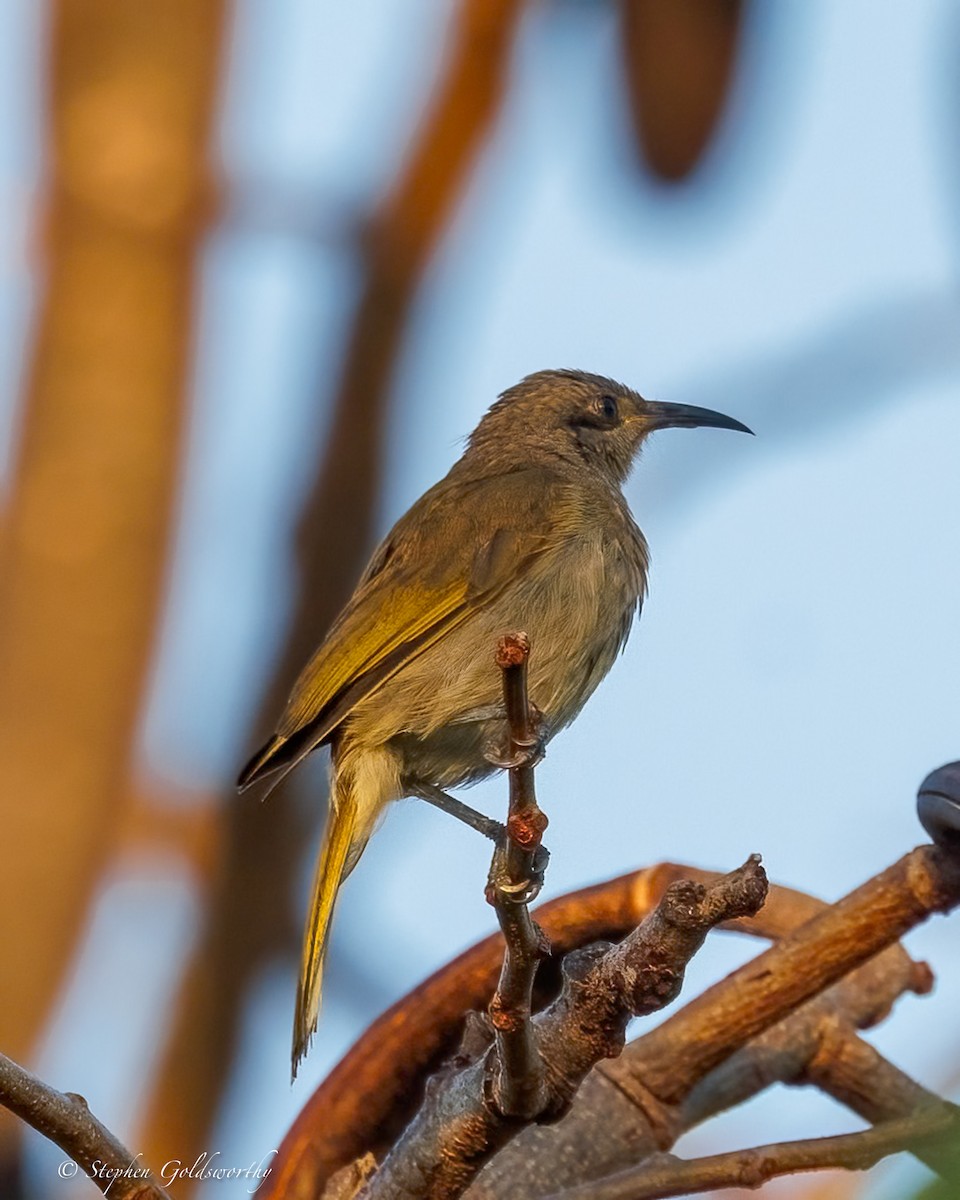 Dark-brown Honeyeater - ML642466829