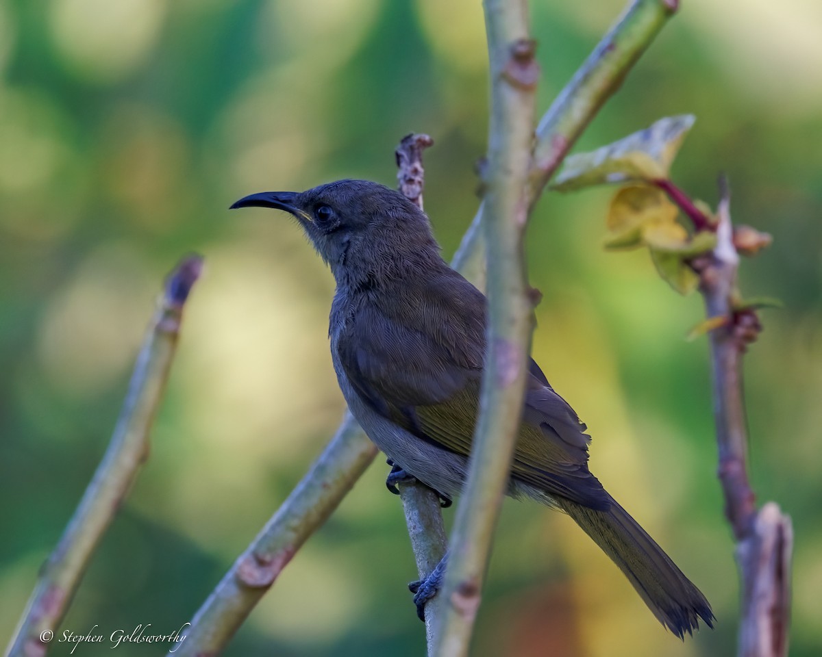 Dark-brown Honeyeater - ML642466830