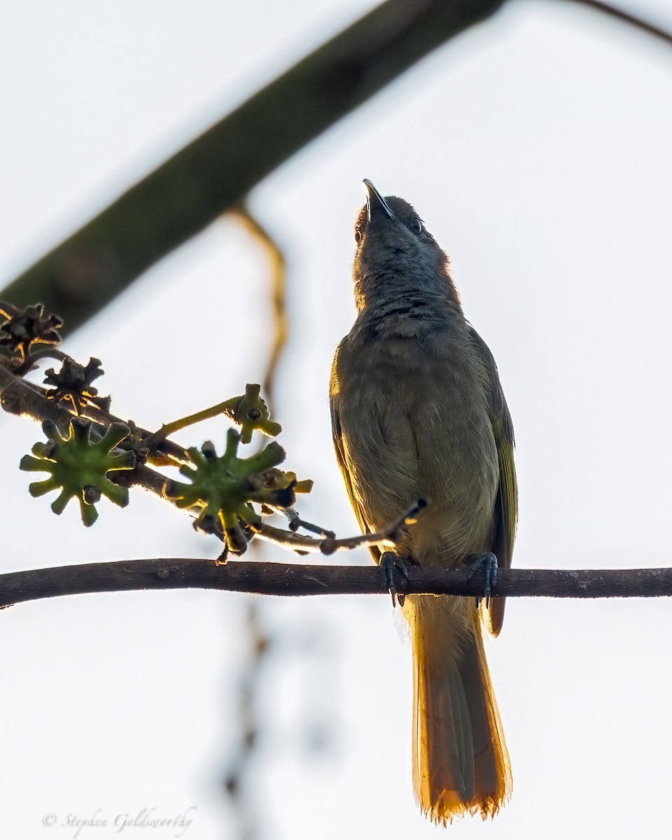 Dark-brown Honeyeater - ML642466833