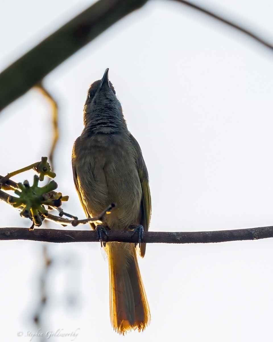 Dark-brown Honeyeater - ML642466834
