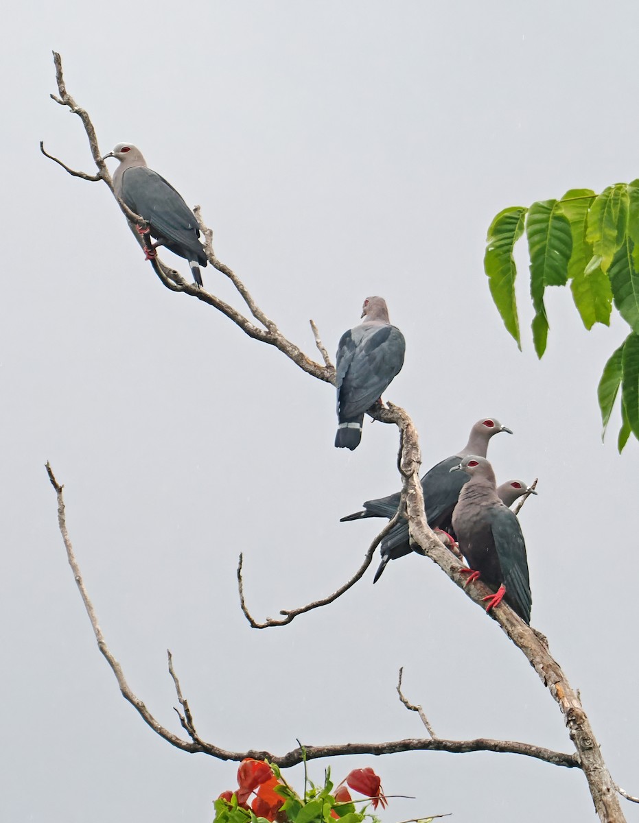 Pinon's Imperial-Pigeon (Gray-headed) - ML642466836