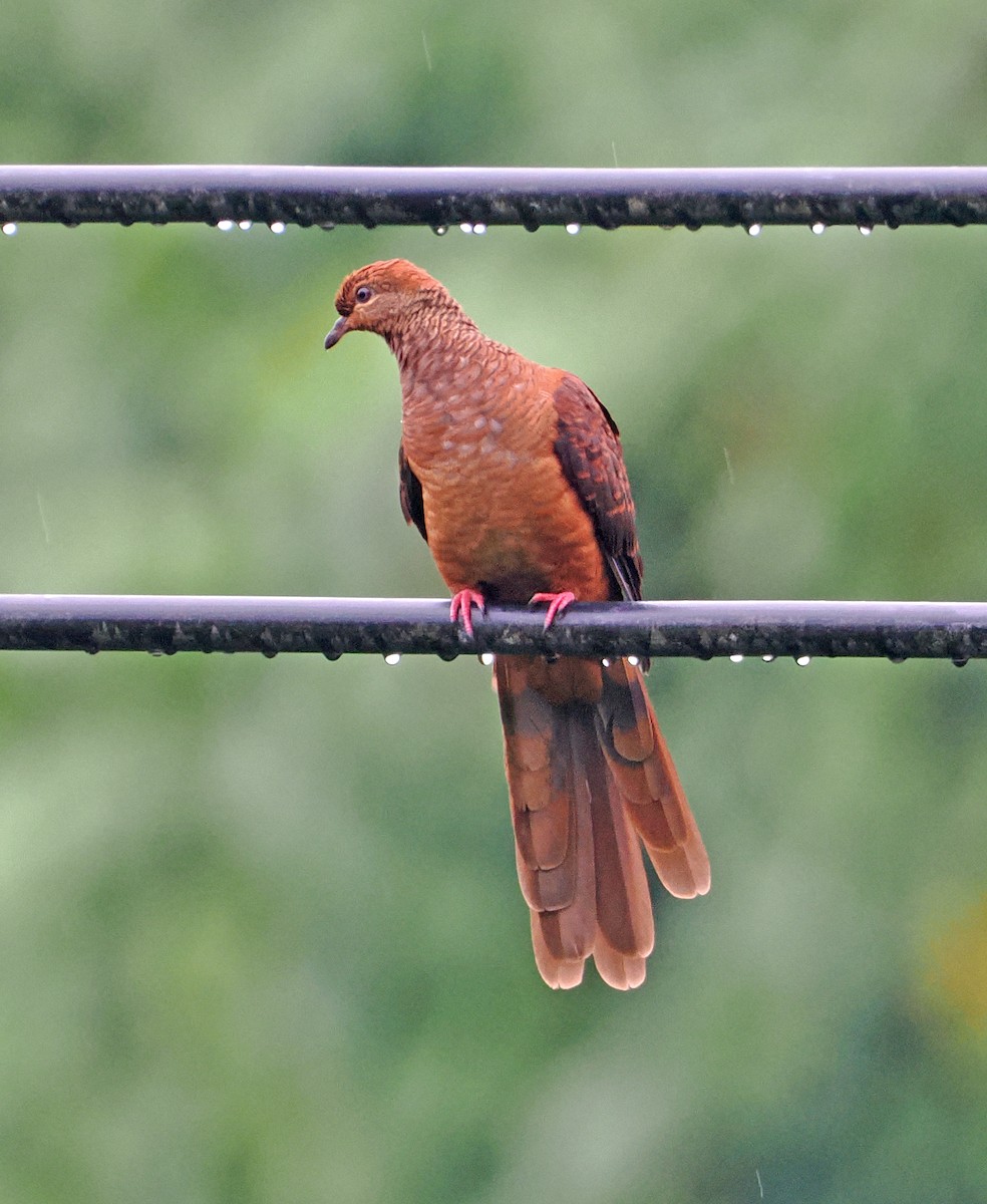 Sultan's Cuckoo-Dove (Sultan's) - ML642466837