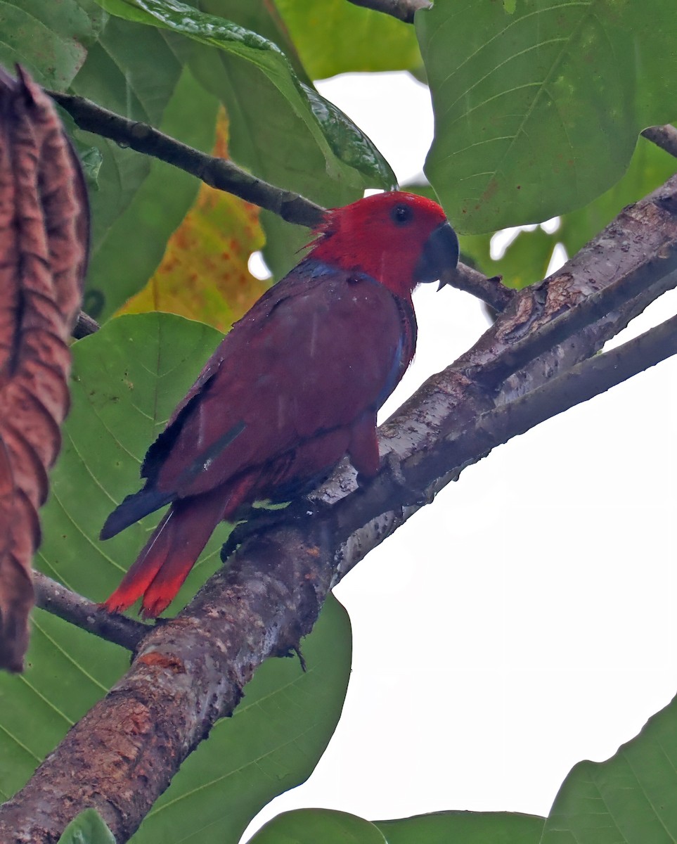 Papuan Eclectus - ML642466841