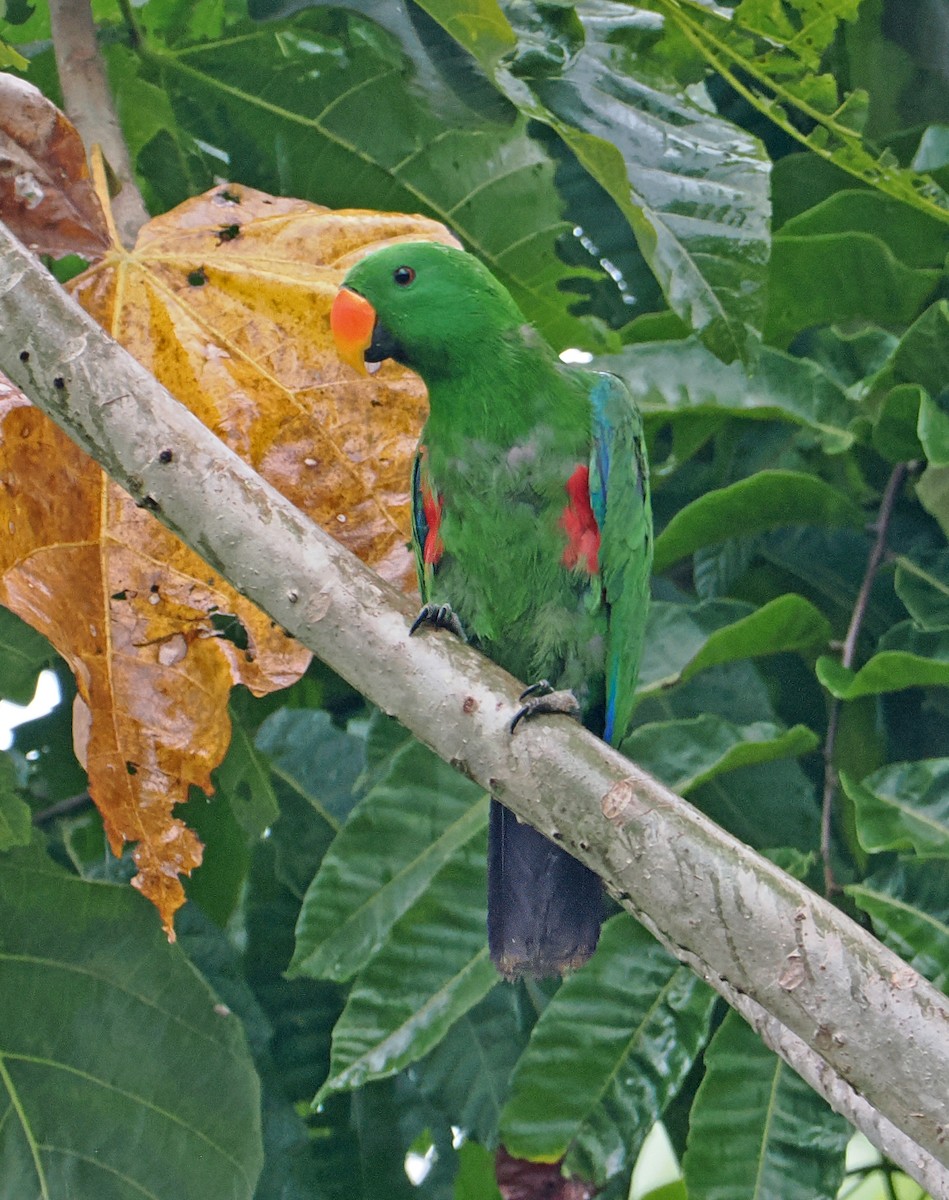 Papuan Eclectus - ML642466842