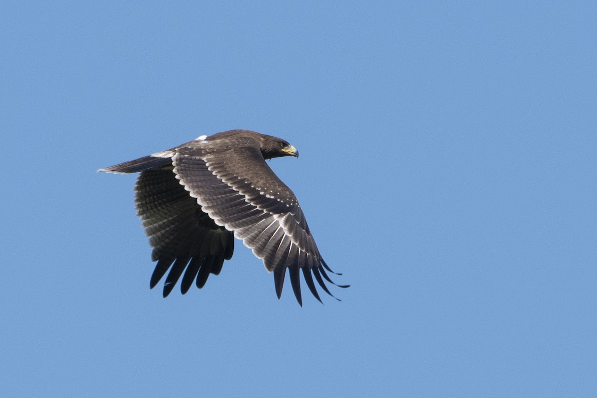 Indian Spotted Eagle - ML642466861