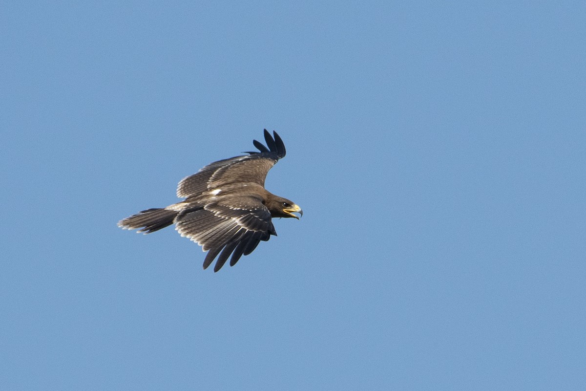 Indian Spotted Eagle - ML642466862