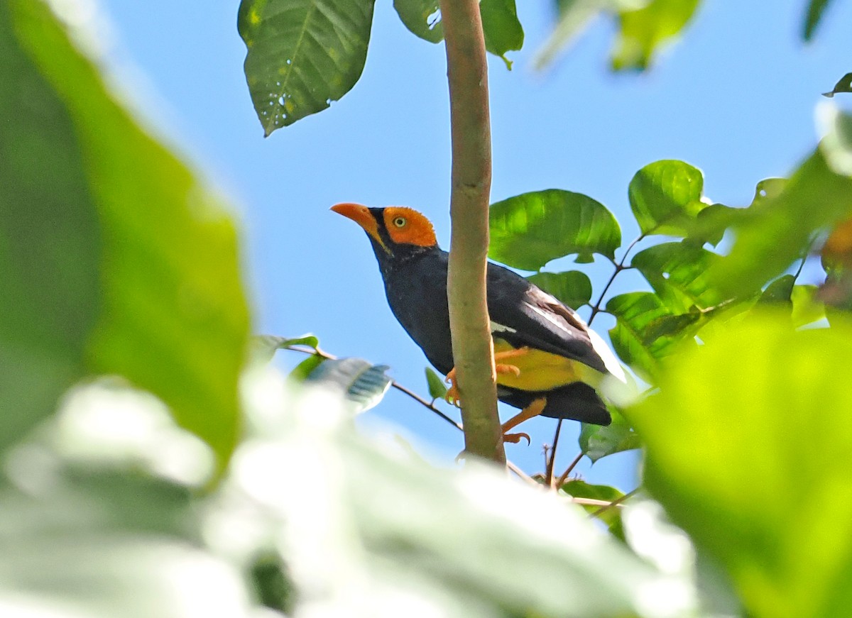 Yellow-faced Myna - ML642466864