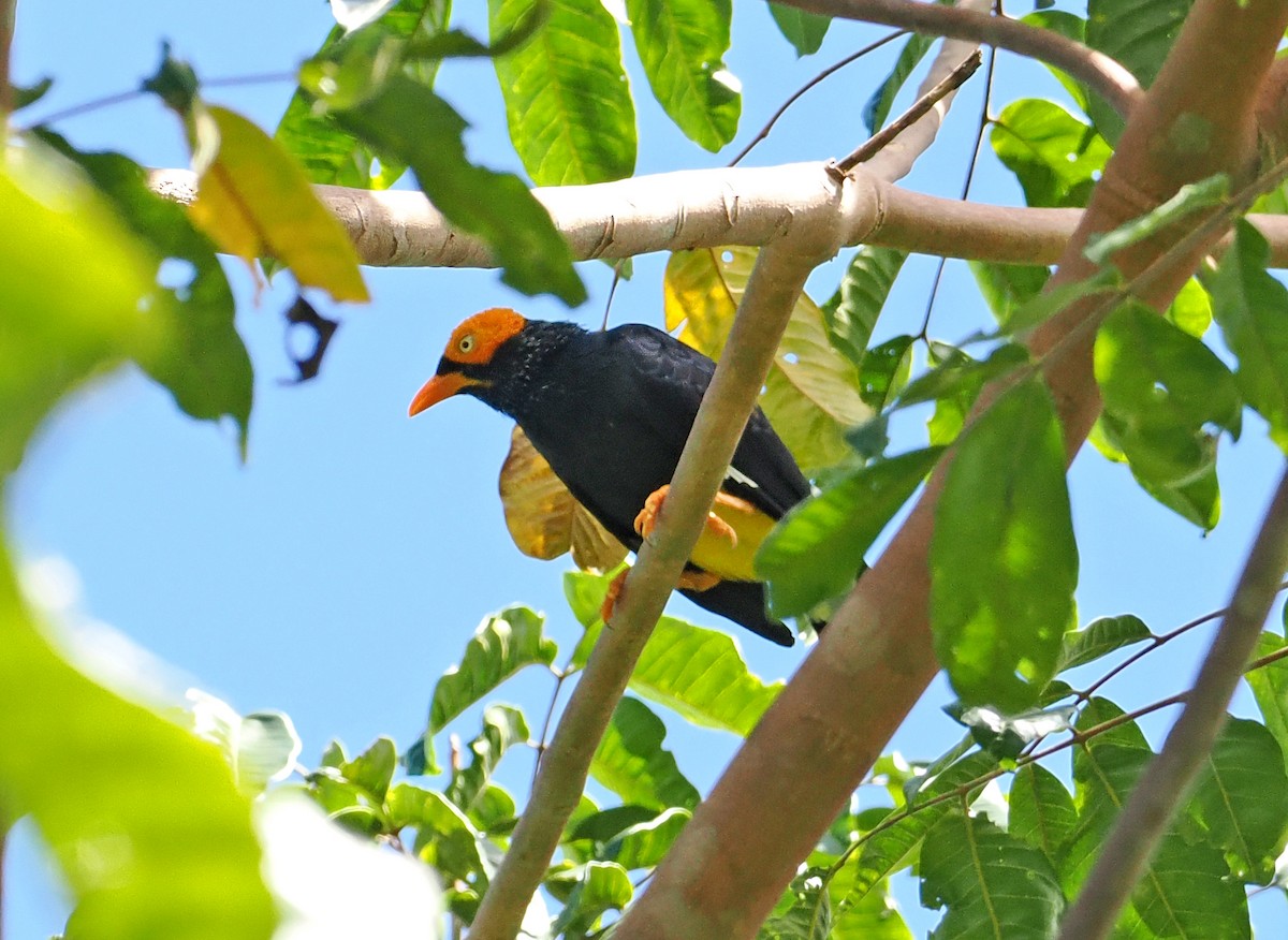 Yellow-faced Myna - ML642466865