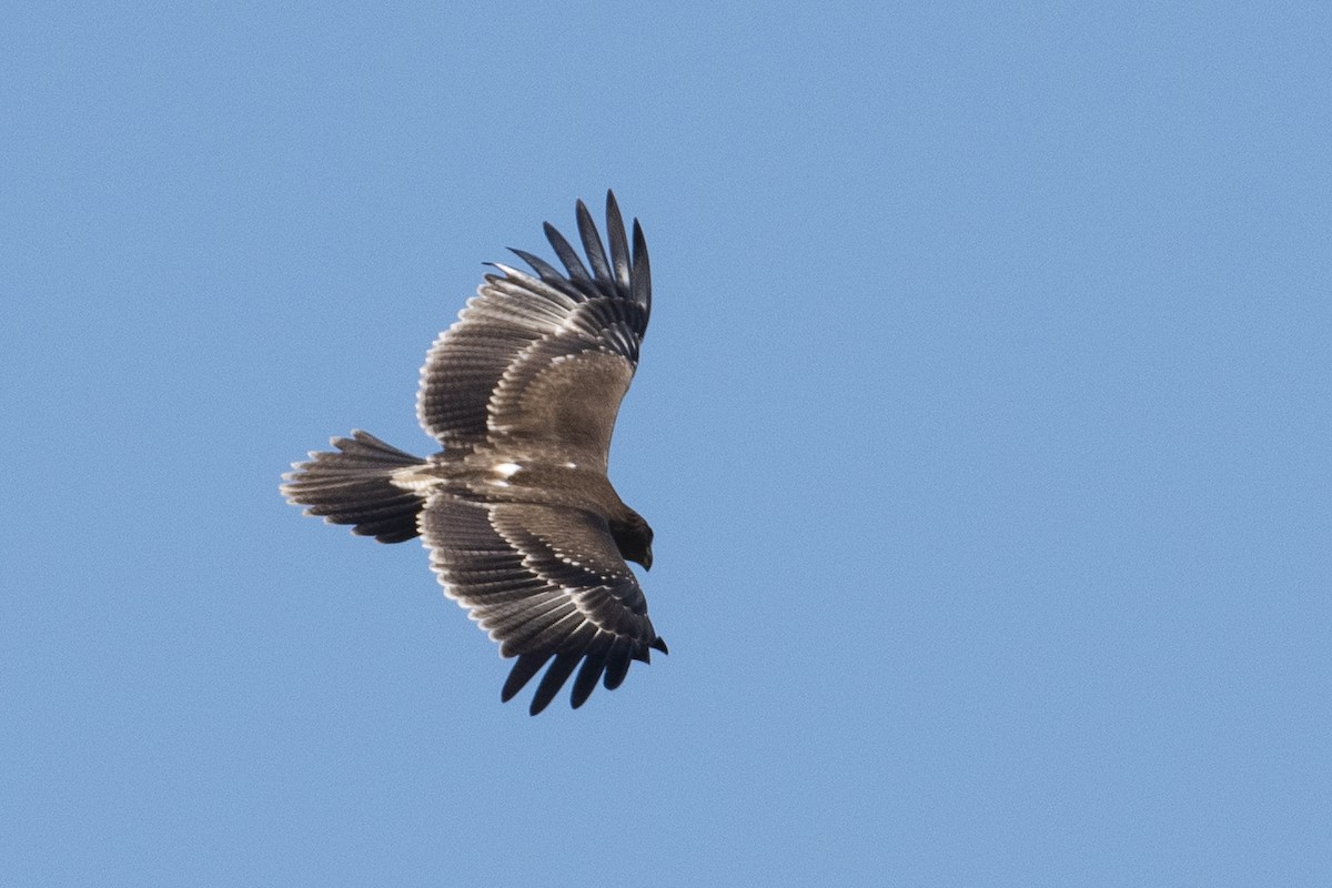Indian Spotted Eagle - ML642466879