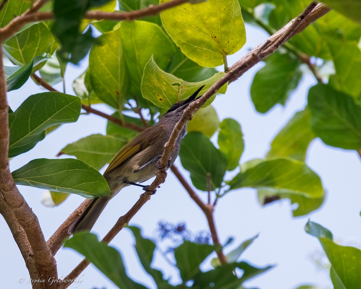 Dark-brown Honeyeater - ML642466893