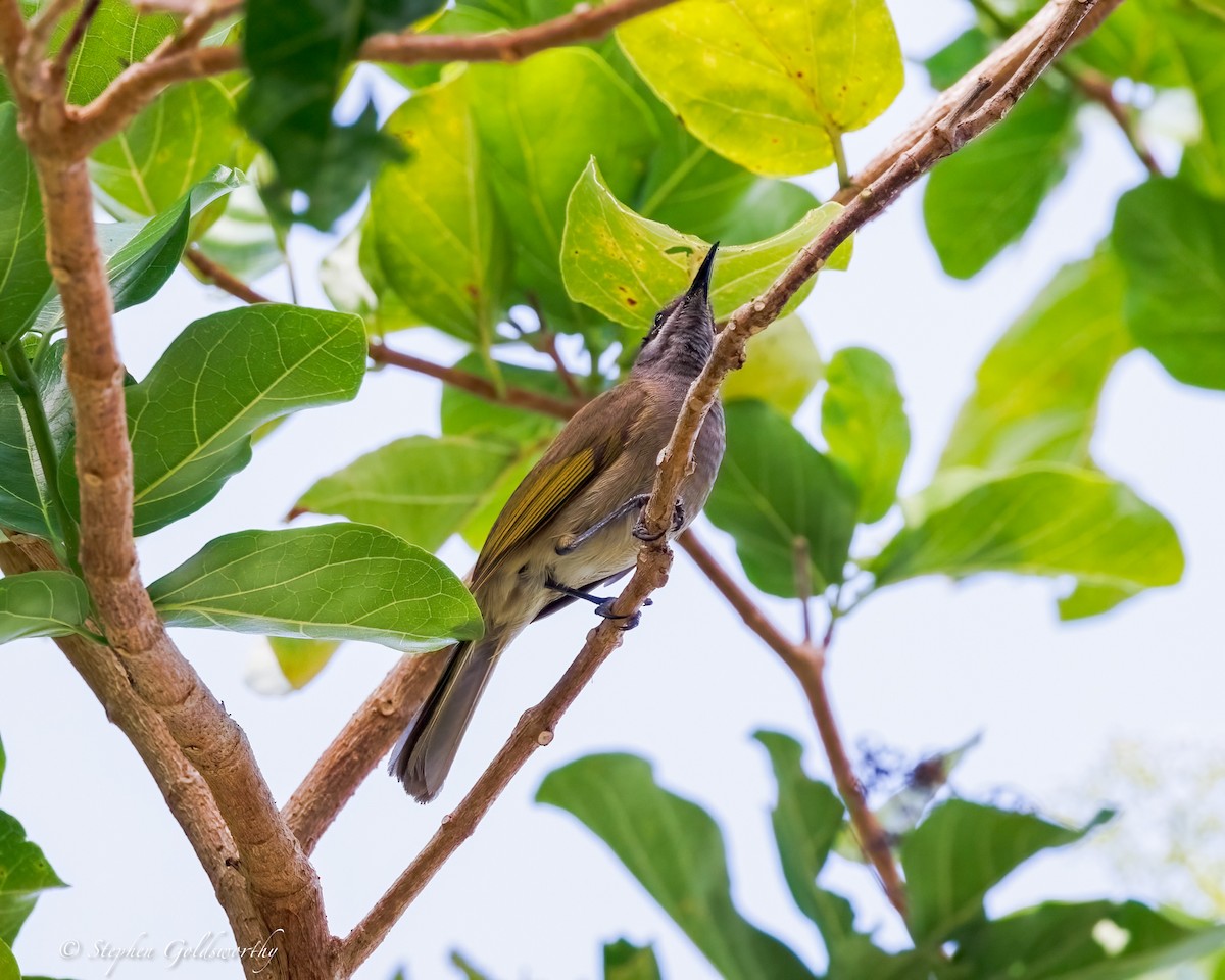 Dark-brown Honeyeater - ML642466894