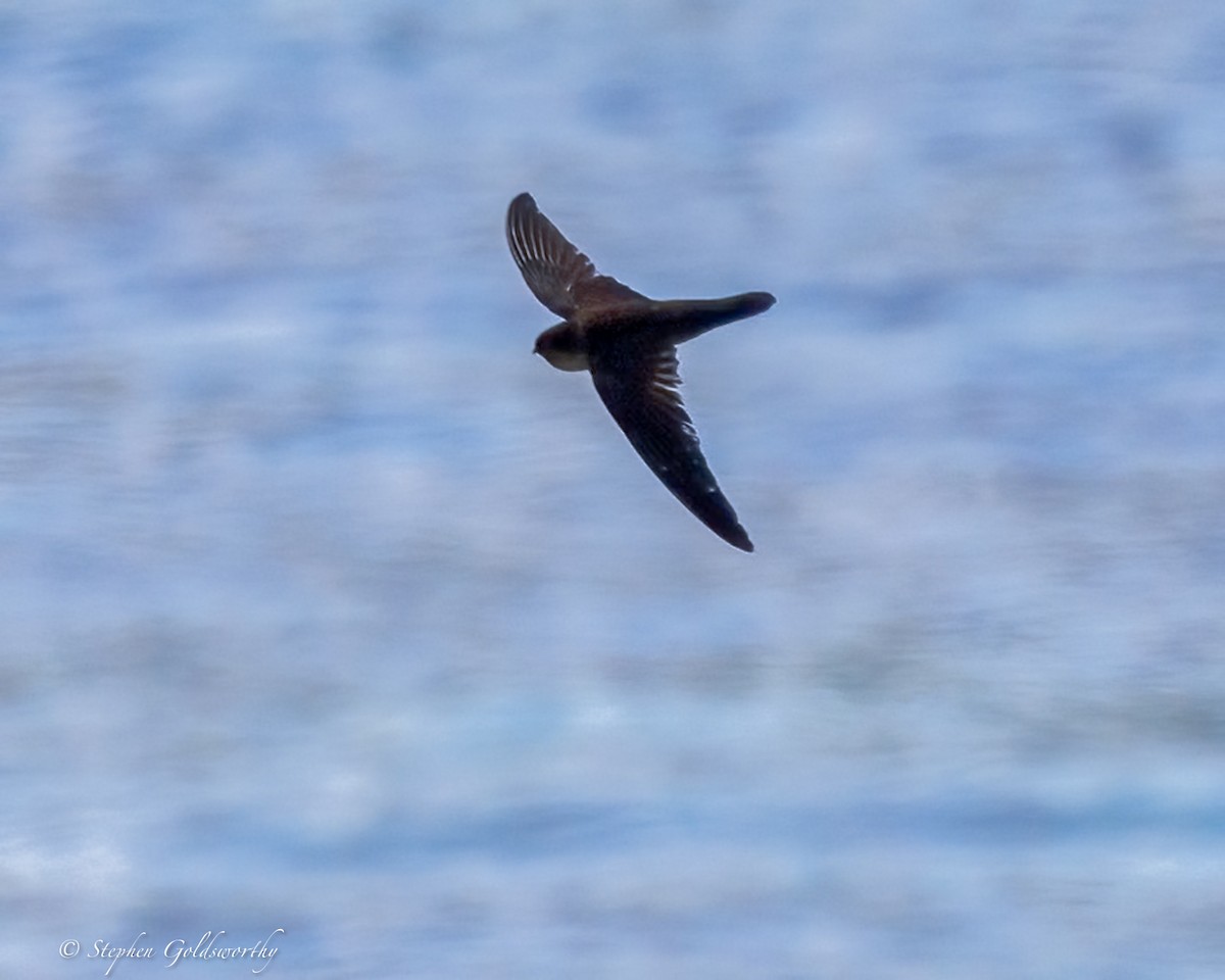 Uniform Swiftlet - ML642466897