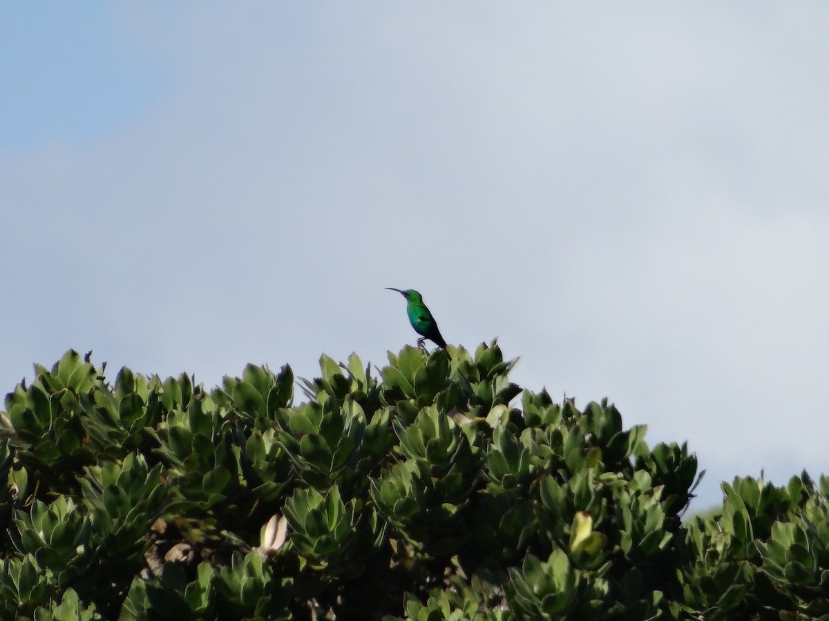 Malachite Sunbird - ML642466902