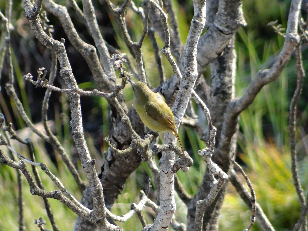Malachite Sunbird - ML642466903