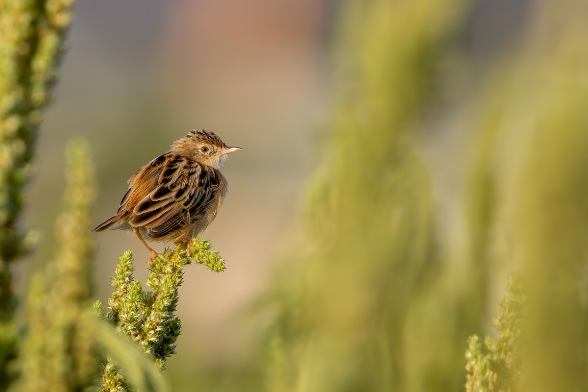 Zitting Cisticola - ML642466905