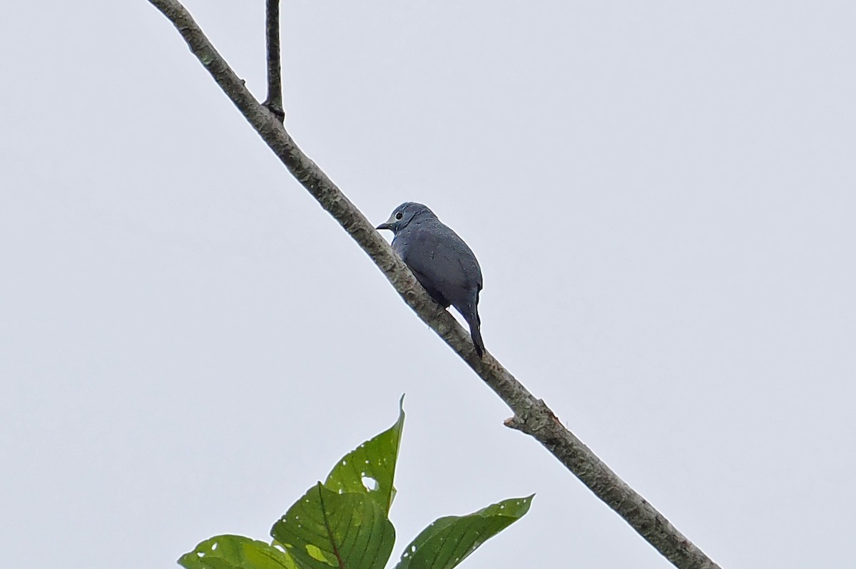 Boyer's Cuckooshrike - ML642466906