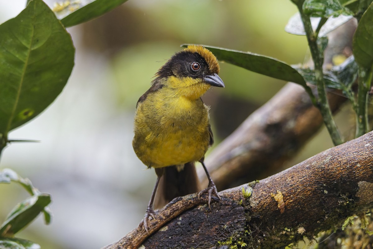 Choco Brushfinch - ML642466908