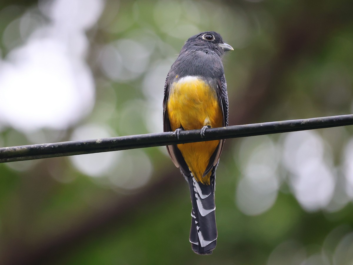 Gartered Trogon - ML642466910