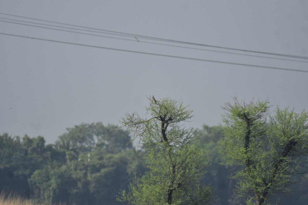 Indian Cuckoo - ML642466912
