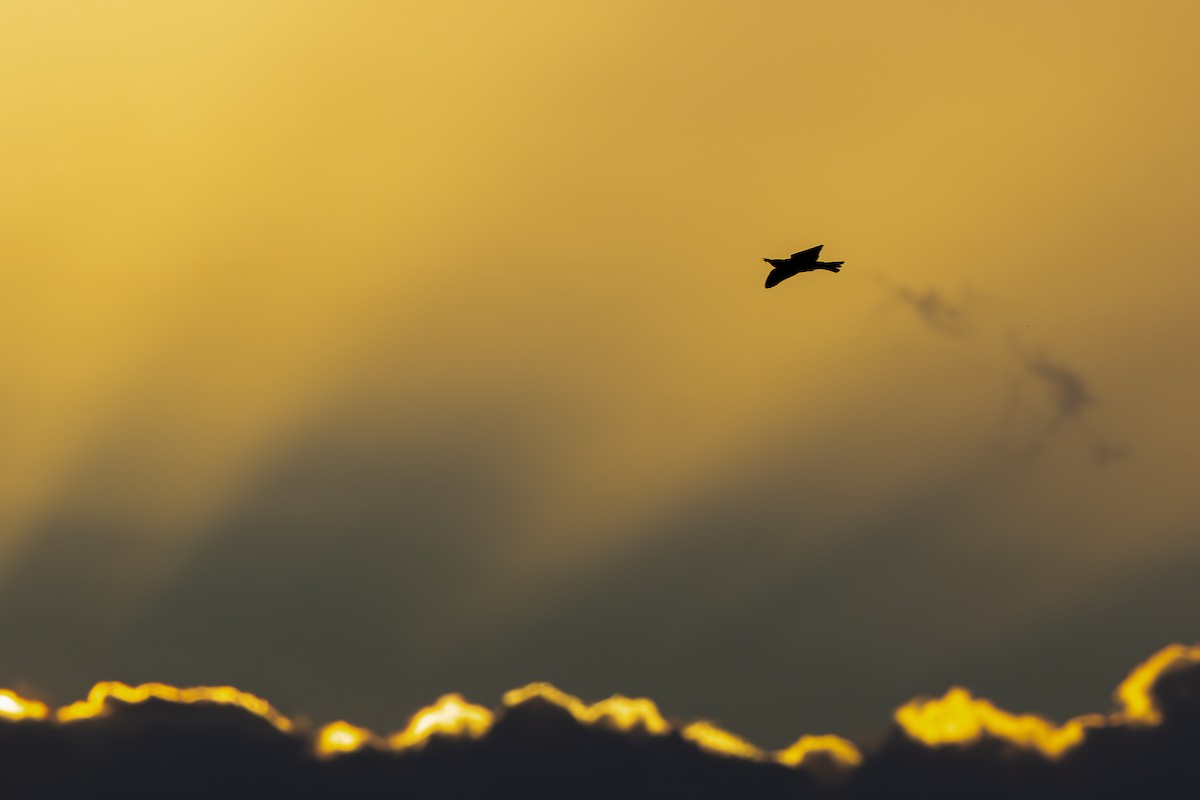 European Bee-eater - ML642466913