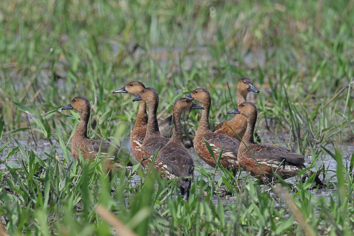Wandering Whistling-Duck - ML642466914
