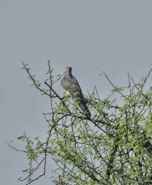 Indian Cuckoo - ML642466915