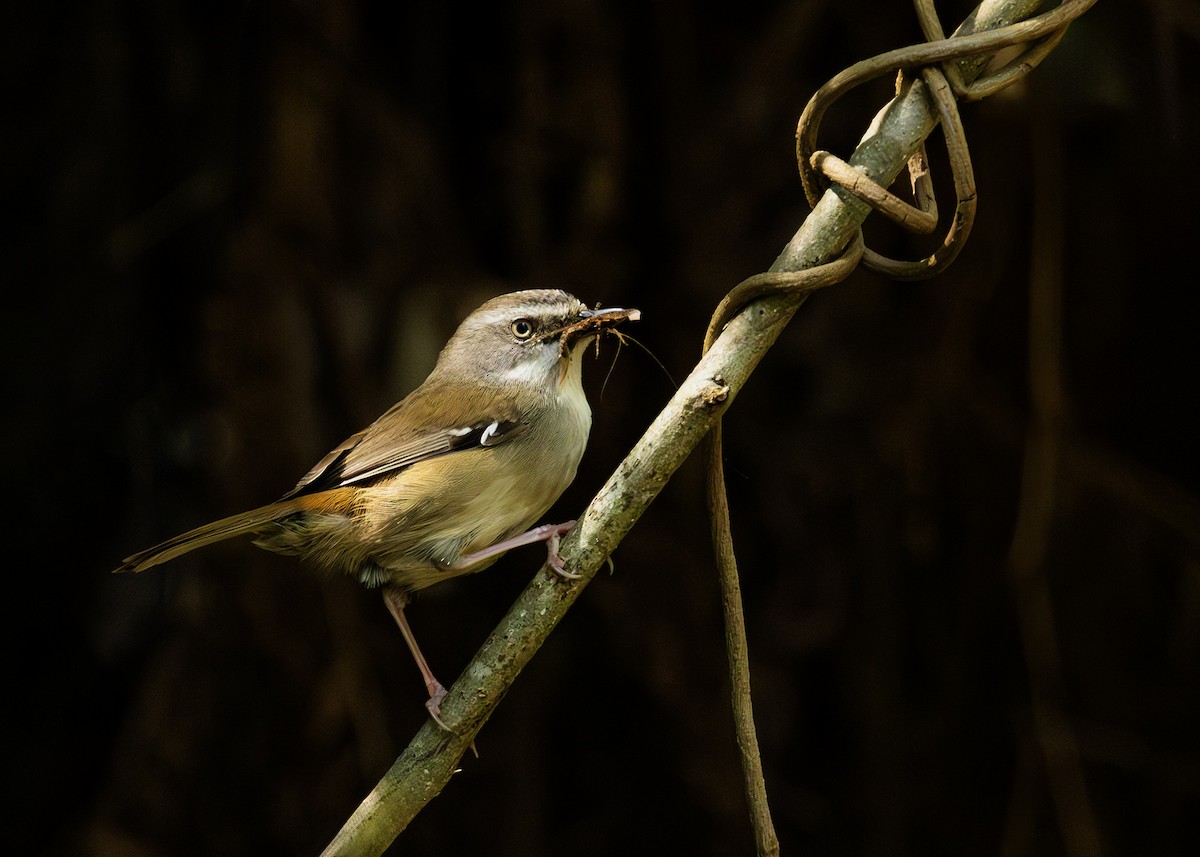 White-browed Scrubwren - ML642466916