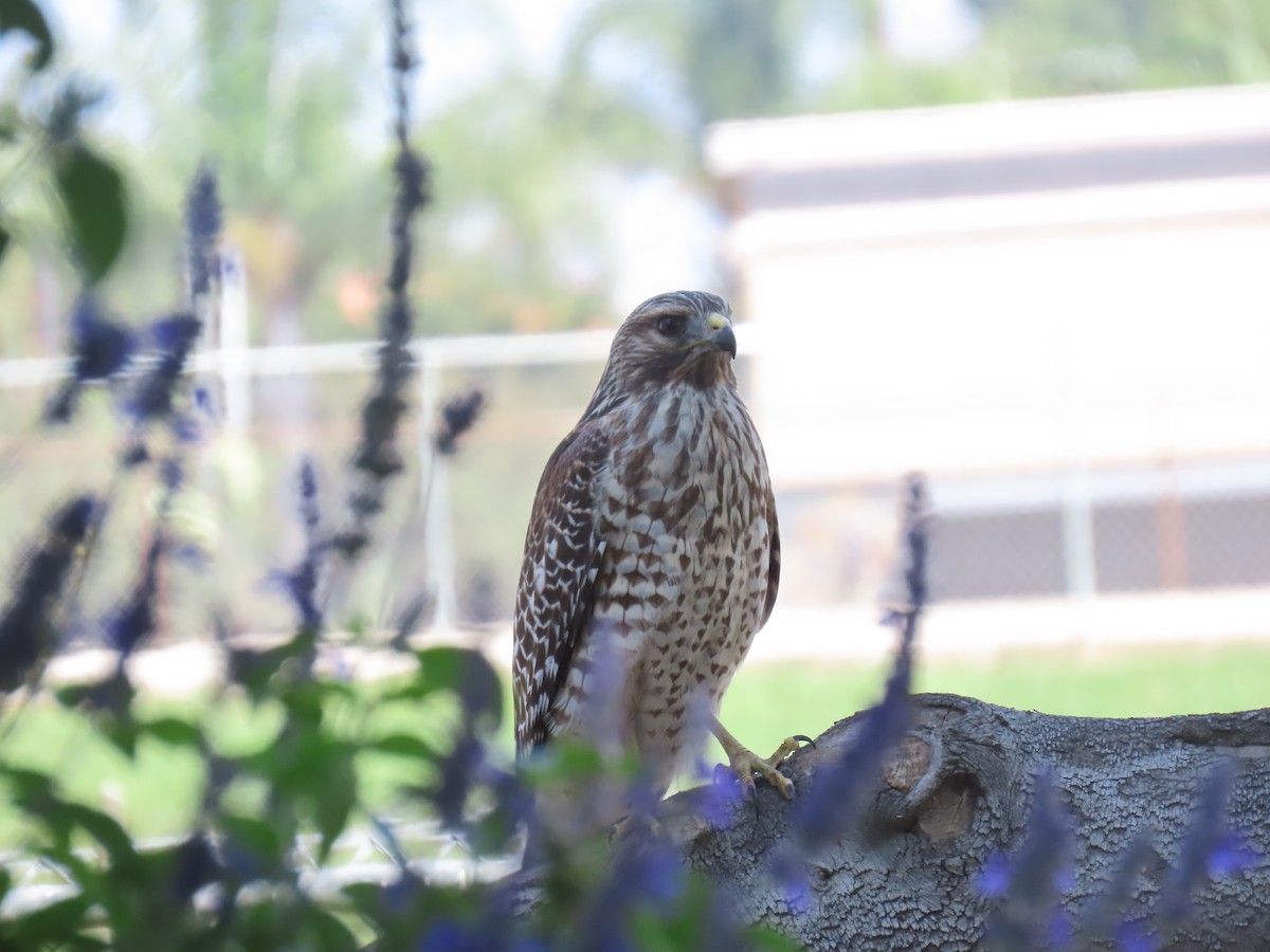 Red-shouldered Hawk - ML642466917