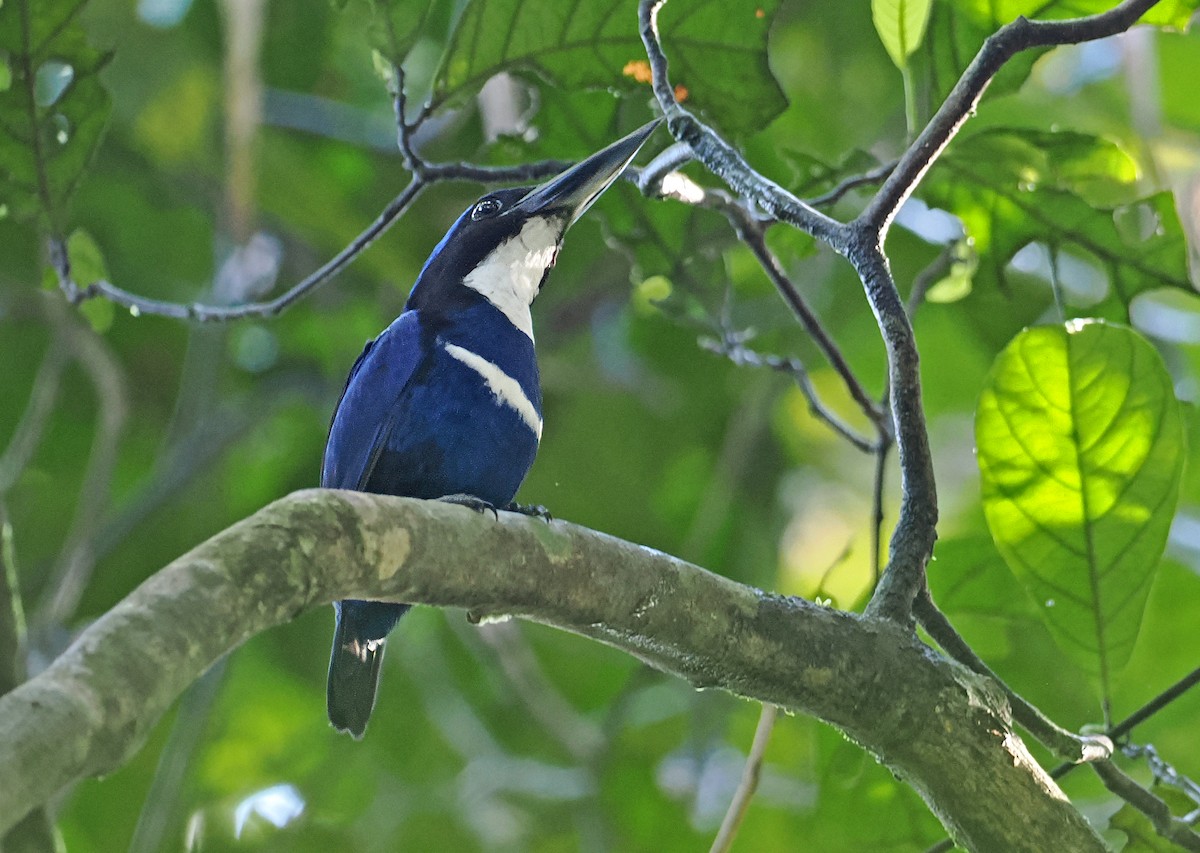Blue-black Kingfisher - ML642466918
