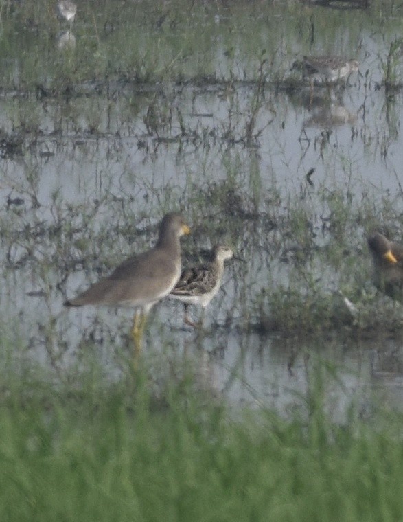 Gray-headed Lapwing - ML642466919