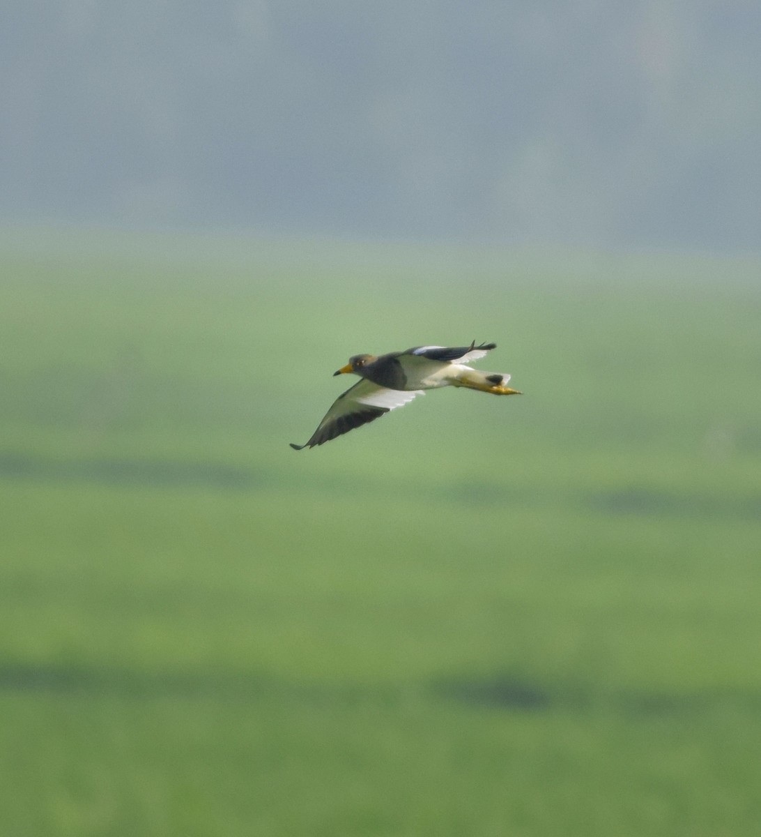 Gray-headed Lapwing - ML642466920