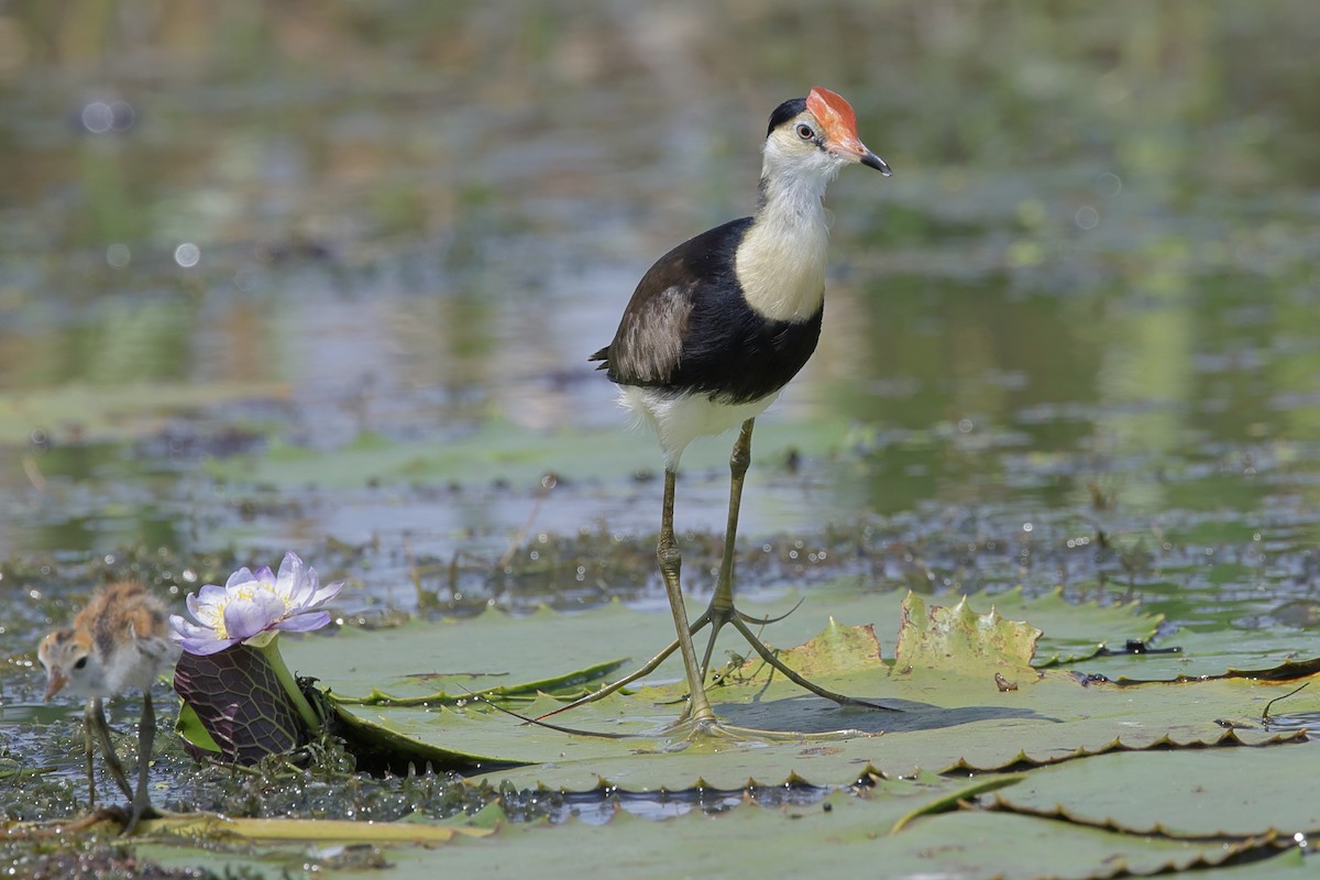 Comb-crested Jacana - ML642466922